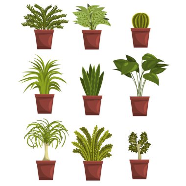 Saksı yeşil yaprak döken bitkiler yaprakları ile kümesi. Sansevieria, kaktüs, pipal, bonsai, palmiye ağacı. Houseplants tasarım. Bahçe hobi. Beyaz izole vektör