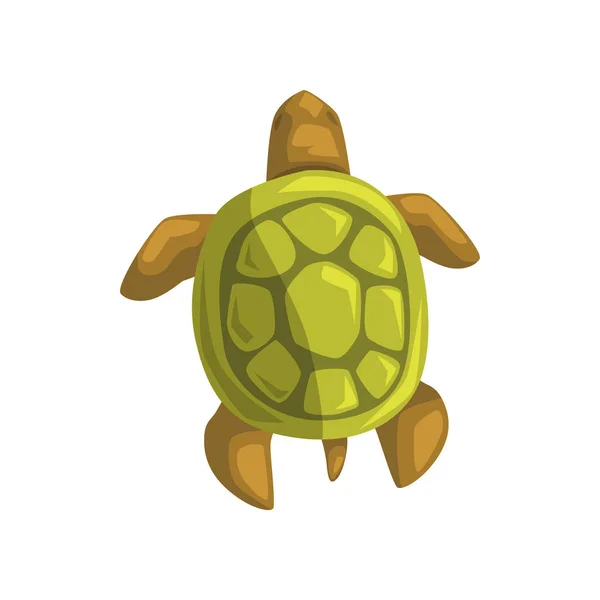 Θαλάσσια χελώνα, ερπετό, θέα από ψηλά διάνυσμα καρτούν εικονογράφηση — Διανυσματικό Αρχείο