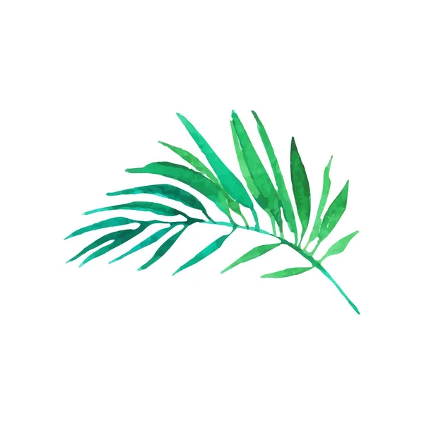 Gröna areca palm tree blad handritade vattenfärg vektor Illustration — Stock vektor