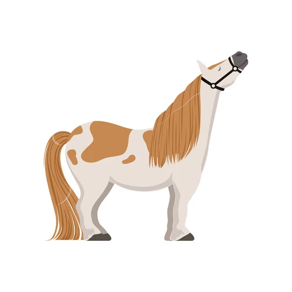 Schattig gevlekte pony, volbloed paard vector illustratie — Stockvector