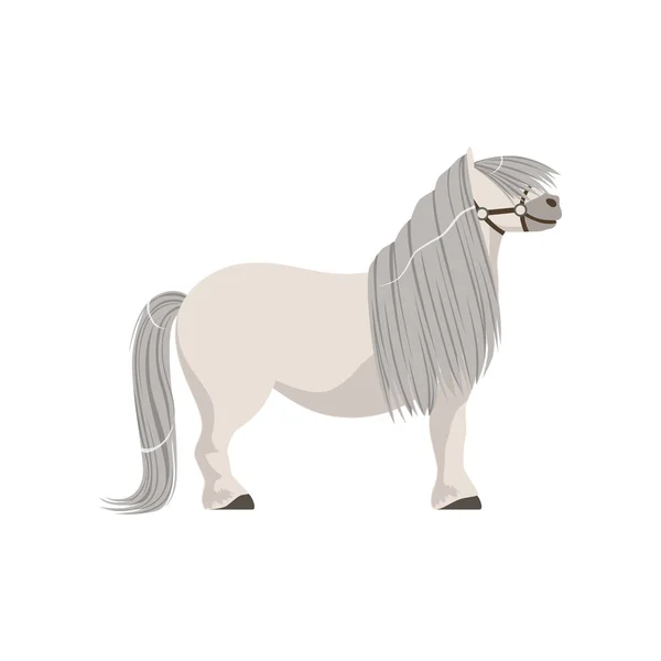 Λευκό πόνυ με γκρι χαίτη, καθαρόαιμο άλογο διανυσματικά εικονογράφηση — Διανυσματικό Αρχείο