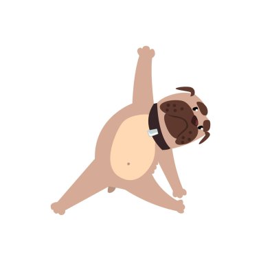 Fransız buldozer üçgen veya trikonasana poz, komik köpek pratik yoga karikatür vektör çizim beyaz bir arka plan