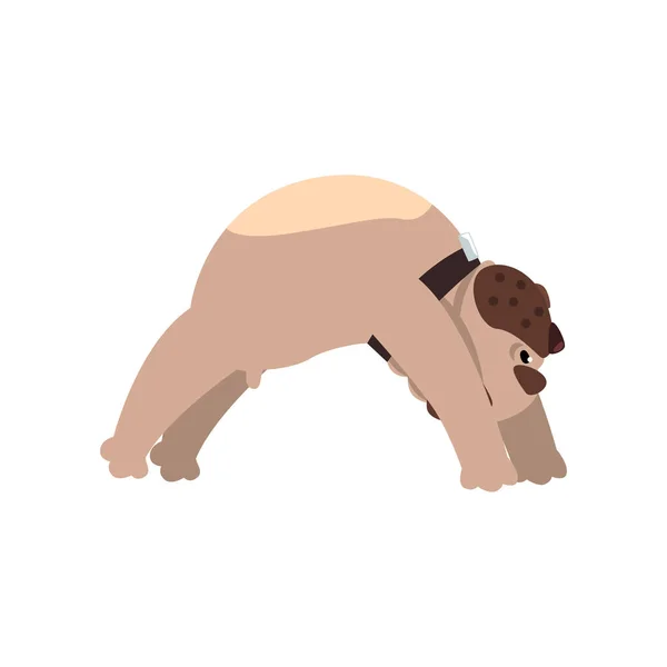 Fransk bulldog gör bron yogaställning, rolig hund öva yoga tecknade vektor Illustration på vit bakgrund — Stock vektor