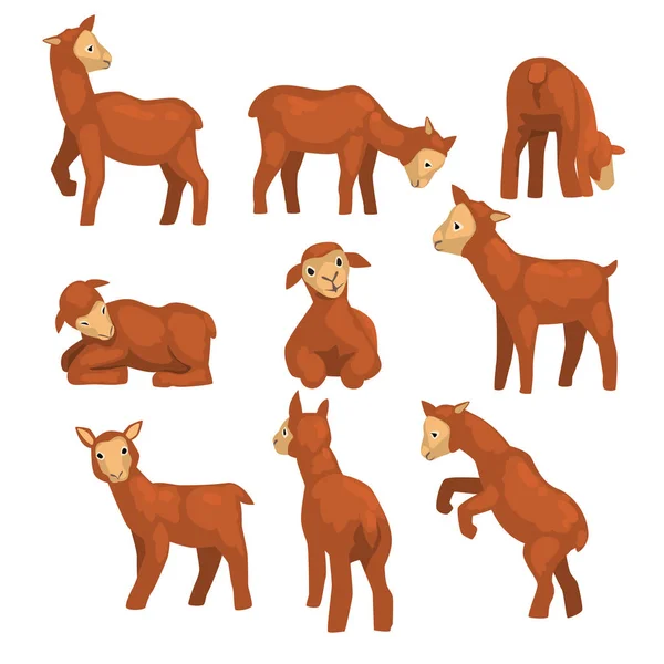 Lindo juego de caracteres de cordero, animales de granja divertidos con diferentes emociones y poses vector ilustraciones sobre un fondo blanco — Vector de stock