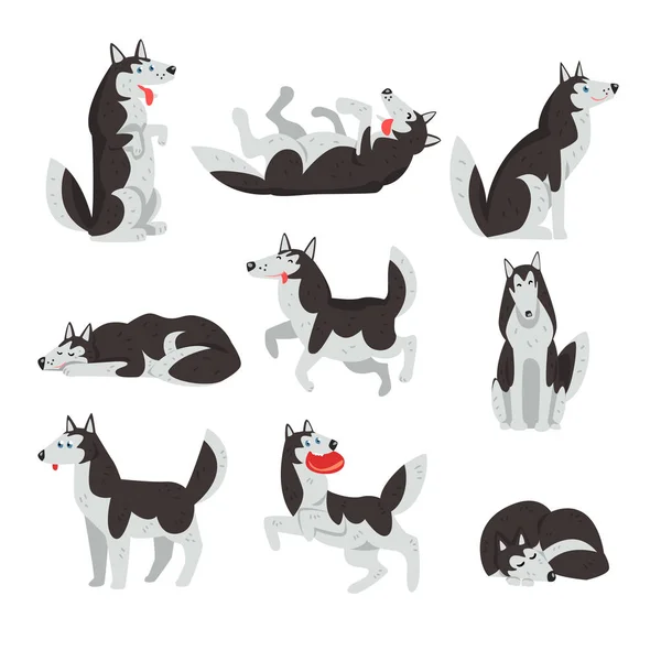 Siberian husky character sett, dog in different actions vector Illustrations on a white background — Stock Vector