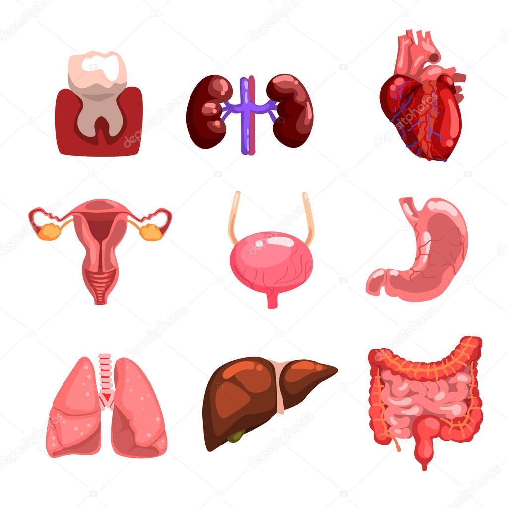 Human internal organs sett, tooth, heart, bladder, kidneys, lungs, liver, intestines, stomach, reproductive system vector Illustrations on a white background