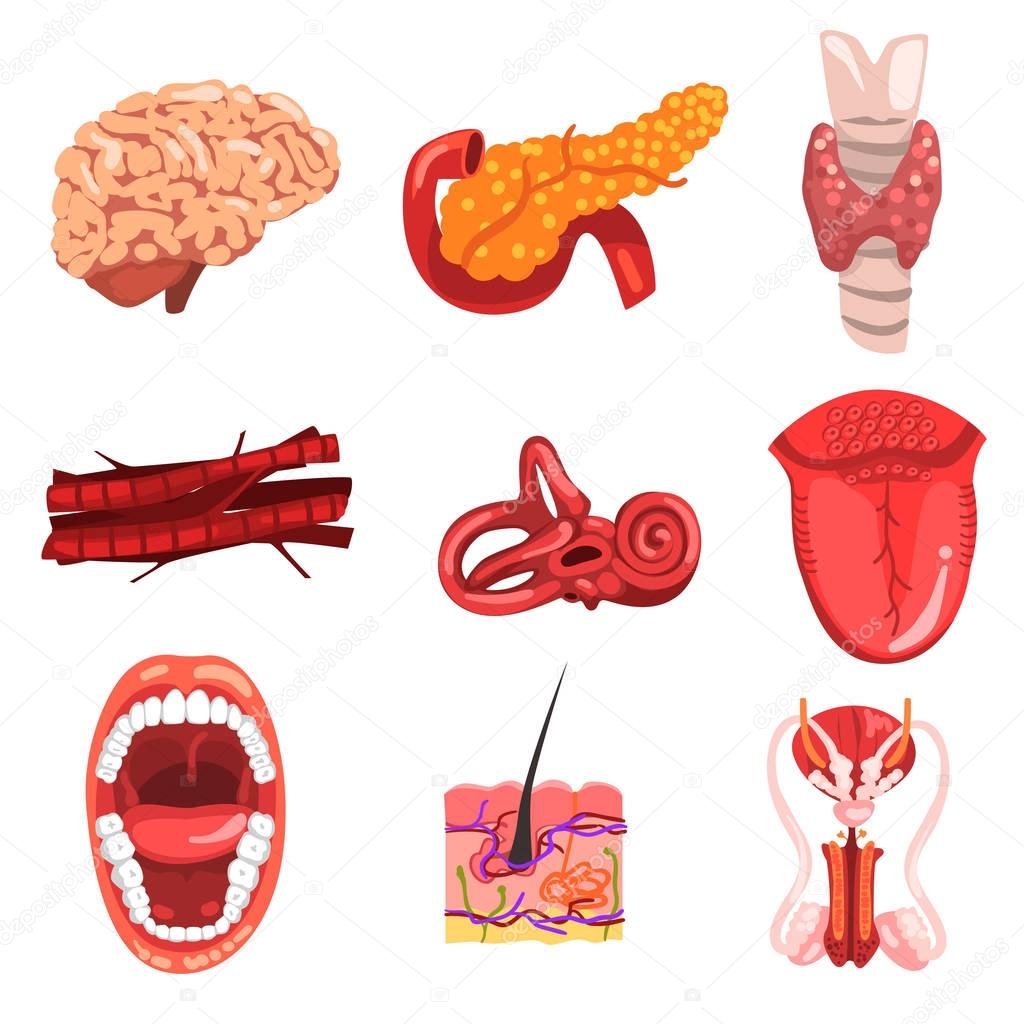 Human internal organs sett, brain, thyroid, ear, vessetls, tongue, skin, mouth, female reproductive system vector Illustrations on a white background