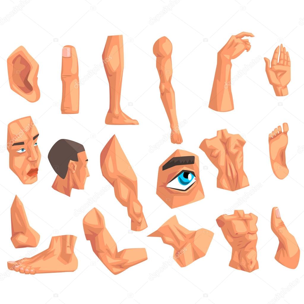 Male body parts set of vector Illustrations on a white background