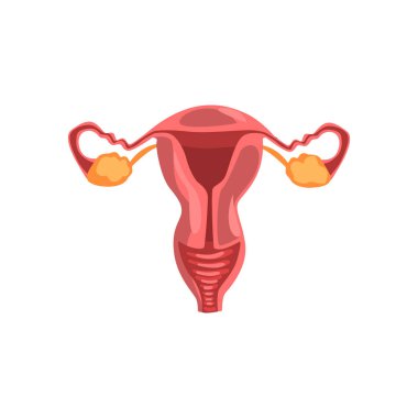 Kadın üreme sistemi, insan iç organ anatomi vektör çizim beyaz bir arka plan