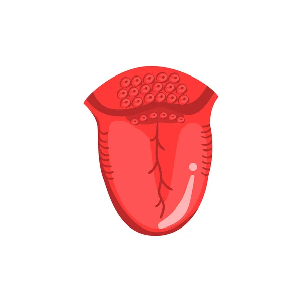Ludzkiego języka, organu wewnętrznego Anatomia wektor ilustracja na białym tle — Wektor stockowy
