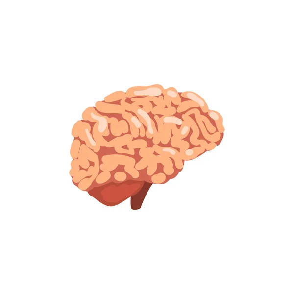 Cervello umano, vettore anatomico interno dell'organo Illustrazione su sfondo bianco — Vettoriale Stock