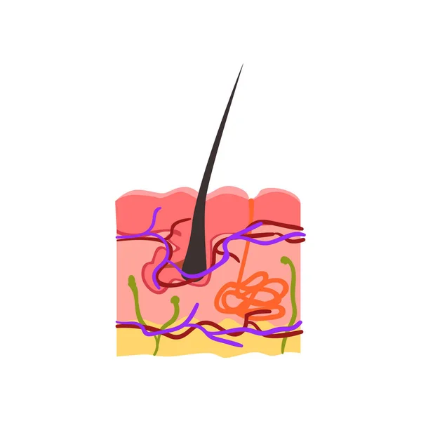 Внутренняя структура кожи, вектор волос луковицы Иллюстрация на белом фоне — стоковый вектор