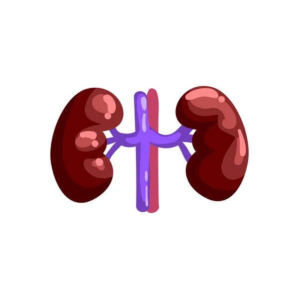 人間の腎臓、白い背景の上の内部器官解剖学ベクトル図 — ストックベクタ