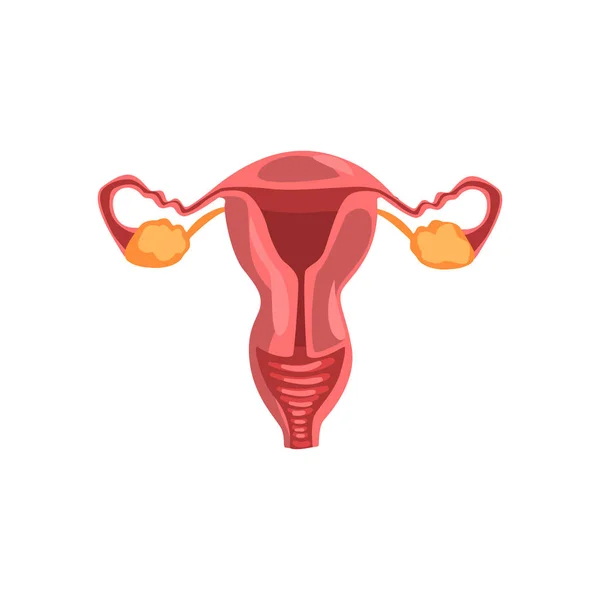 Female reproductive system, human internal organ anatomy vector Illustration on a white background — Stock Vector