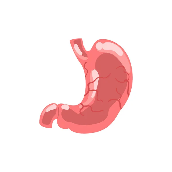 Vecteur d'anatomie interne de l'estomac humain Illustration isolée sur fond blanc — Image vectorielle