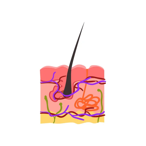 Structure interne de la peau, vecteur bulbe pileux Illustration sur fond blanc — Image vectorielle
