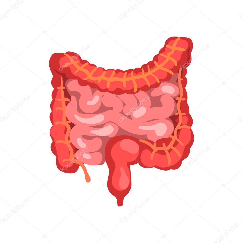 Large and small Intestine, digestive tract human internal organs anatomy vector Illustration on a white background