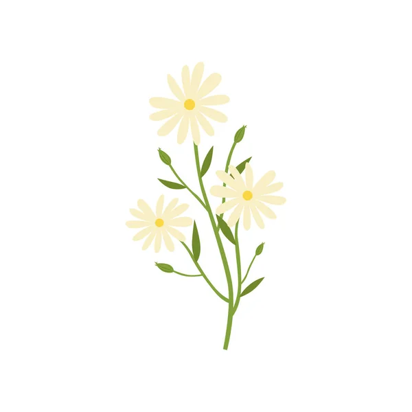 Kamillenpflanze, natürliches Heilmittel gegen Erkältung Vektor-Illustration auf weißem Hintergrund — Stockvektor