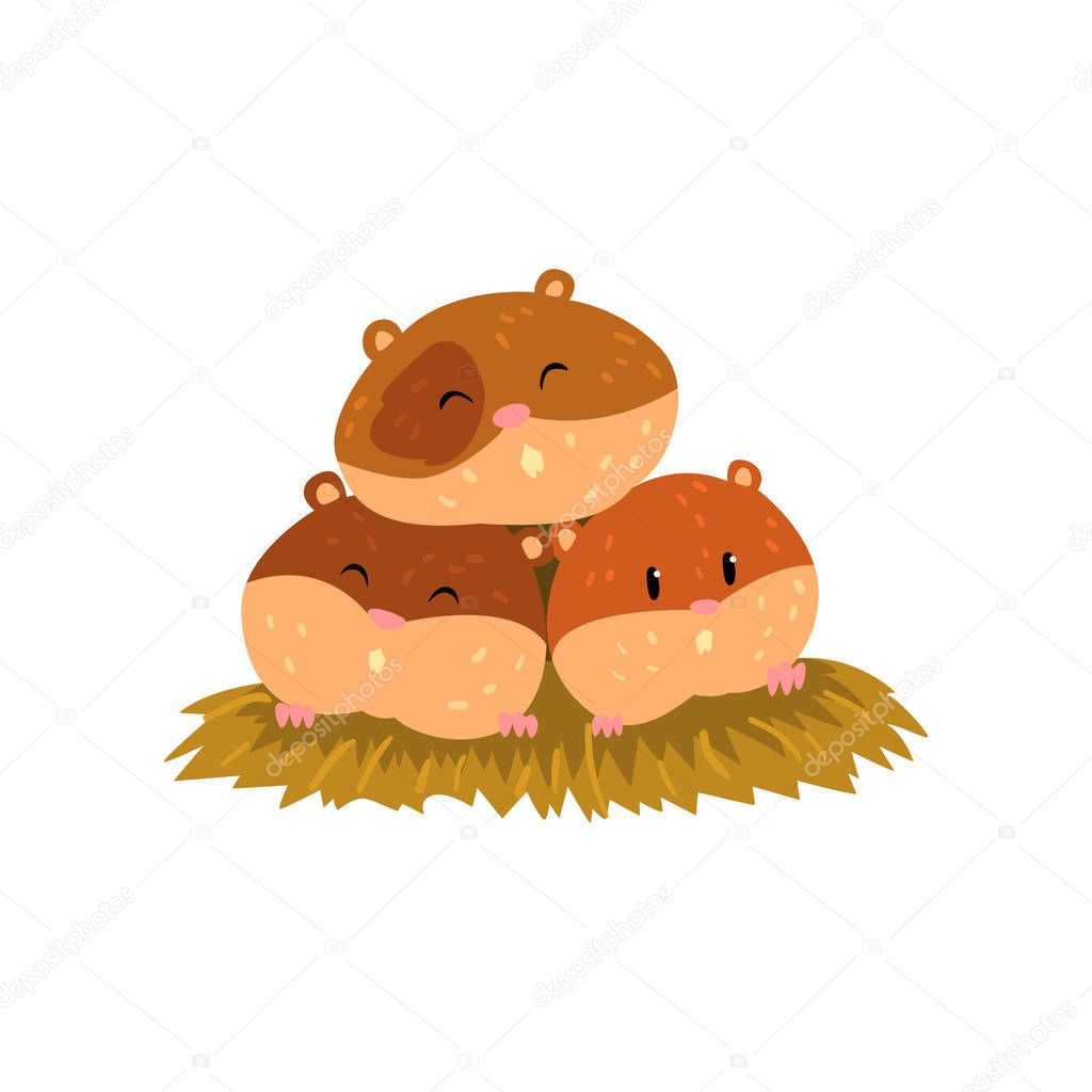 Cute cartoon hamster characters sleeping, funny brown rodent animal pet vector Illustration on a white background