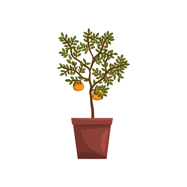 Kumquat indoor house plant in brown pot, element for decoration home interior vector Illustration on a white background — Stock Vector