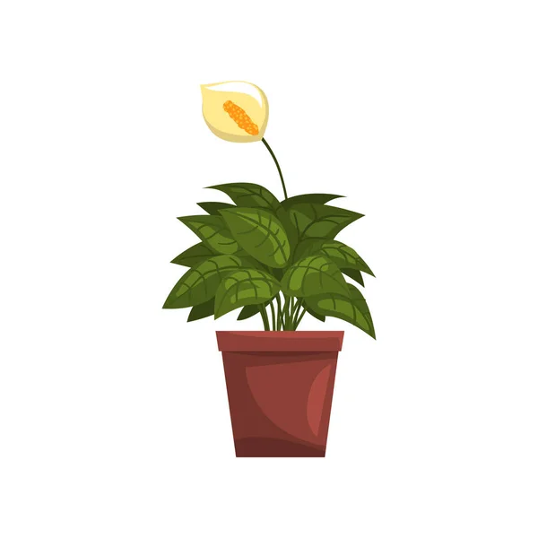 Spathiphyllum Zimmerpflanze im braunen Topf, Element zur Dekoration des Wohnbereichs Vektor-Illustration auf weißem Hintergrund — Stockvektor