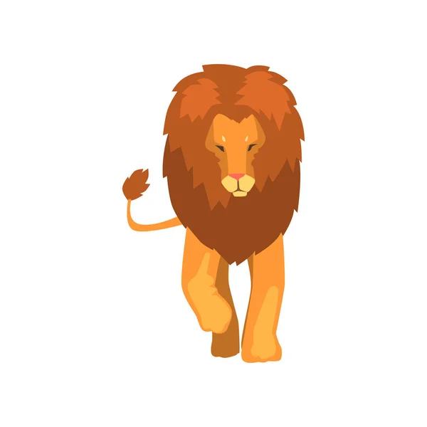 Powerful lion, wild predatory animal front, view vector Illustration on a white background