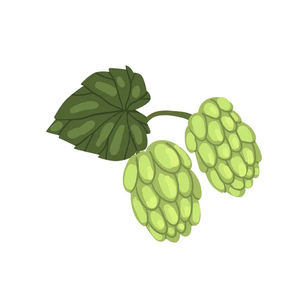 Green hops, humulus lupulus plant, element for brewery products design vector Illustration on a white background — Stock Vector