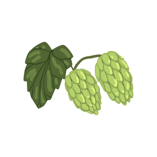 Green hops with leaf, humulus lupulus plant, element for brewery products design vector Illustration on a white background — Stock Vector