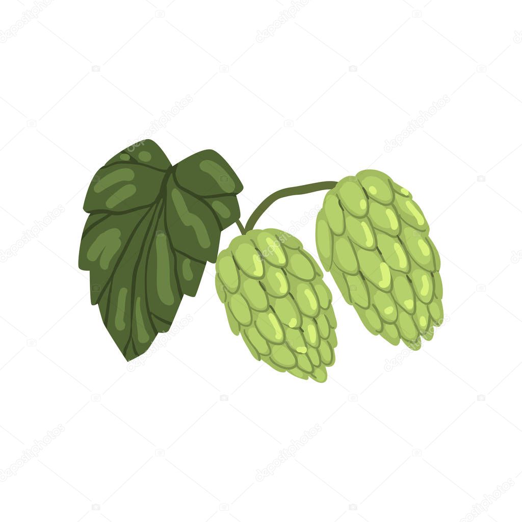 Green hops with leaf, humulus lupulus plant, element for brewery products design vector Illustration on a white background