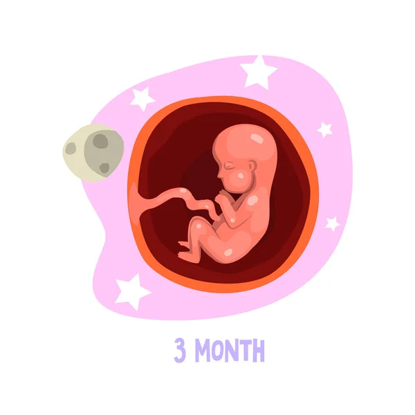 Этап развития плода. Человеческая анатомия. Третий месяц беременности. Векторный элемент для инфографики, медицинского плаката или брошюры — стоковый вектор