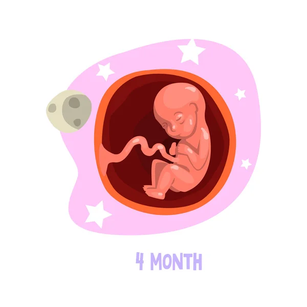 Fase van de menselijke foetale ontwikkeling in baarmoeder. 4de maand van de zwangerschap. Vector design voor poster, infographic of medische brochure — Stockvector