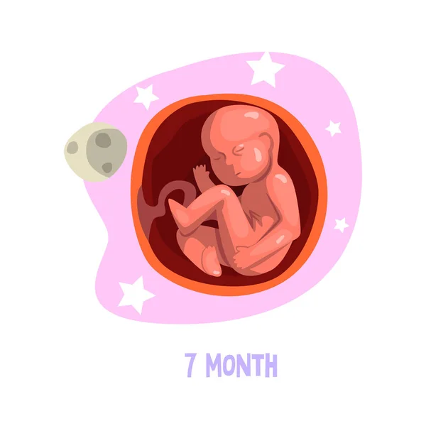 Färgade illustration av fostrets tillväxt. Embryots utveckling. 7: e månaden av graviditeten. Vektor design — Stock vektor