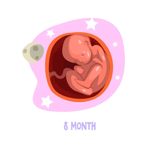 Process of fetus development inside womb. 8th month of pregnancy. Vector design for education book, medical brochure or infographic poster — Stock Vector