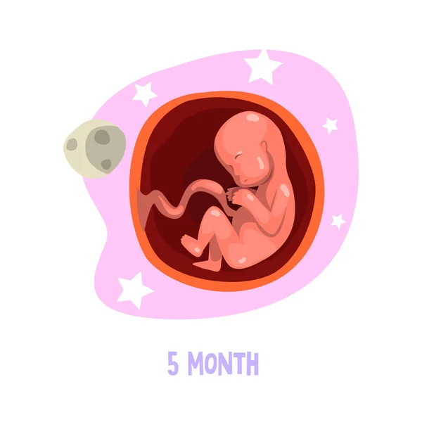 5: e månad av baby s tillväxt i livmodern. Fostrets utveckling. Vektorelement för pedagogiska bok-, broschyr- och infographic affisch — Stock vektor