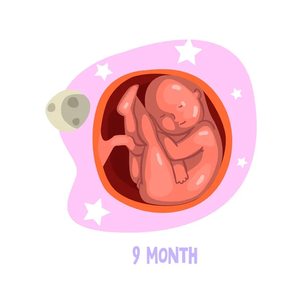 De groei van de baby in de baarmoeder van de baarmoeder. Proces van ontwikkeling van de foetus. Vectorelement voor infographic over zwangerschap — Stockvector