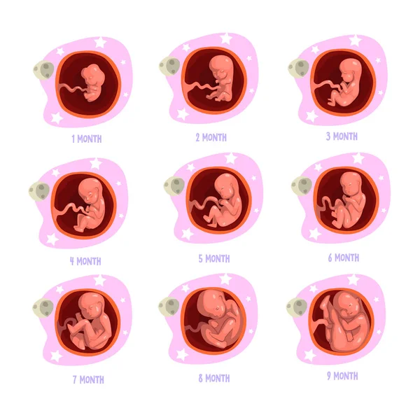 Processen av graviditeten från 1 till 9 månader. Fostrets utveckling. Baby tillväxt inuti livmodern. Vektor design för affisch infographic eller broschyr — Stock vektor