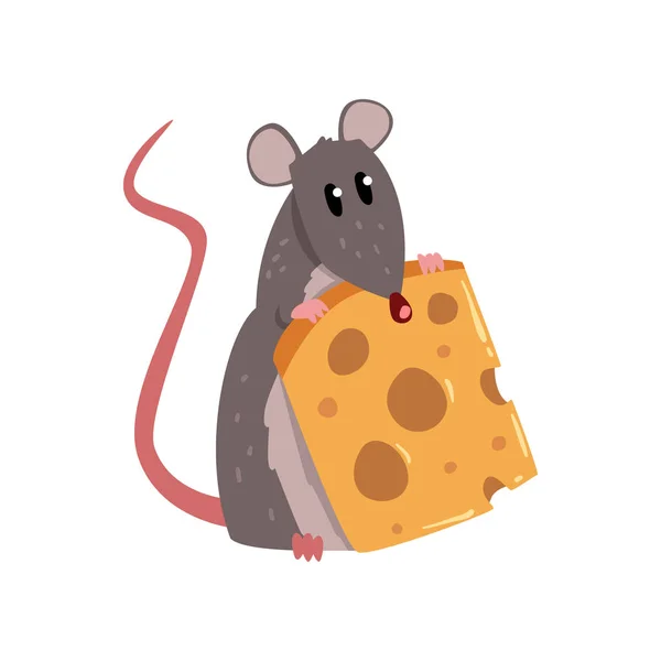 Niedlichen grauen Maus hält Stück Käse, lustige Nagetier Charakter Vektor Illustration auf weißem Hintergrund — Stockvektor
