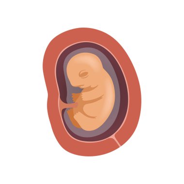 Rahim, 3 ay, embriyo gelişimi vektör çizim beyaz bir arka plan aşamasında içinde insan fetusu