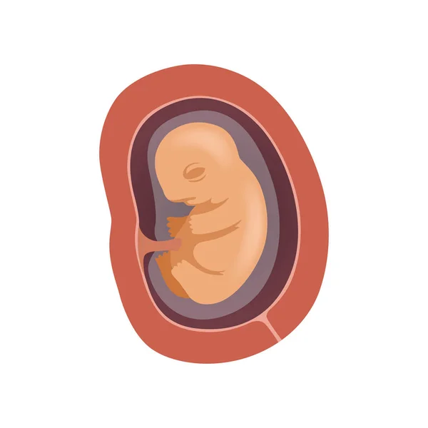 子宮、3 ヵ月、白地に胚開発ベクトル図の段階の中のひと胎児 — ストックベクタ