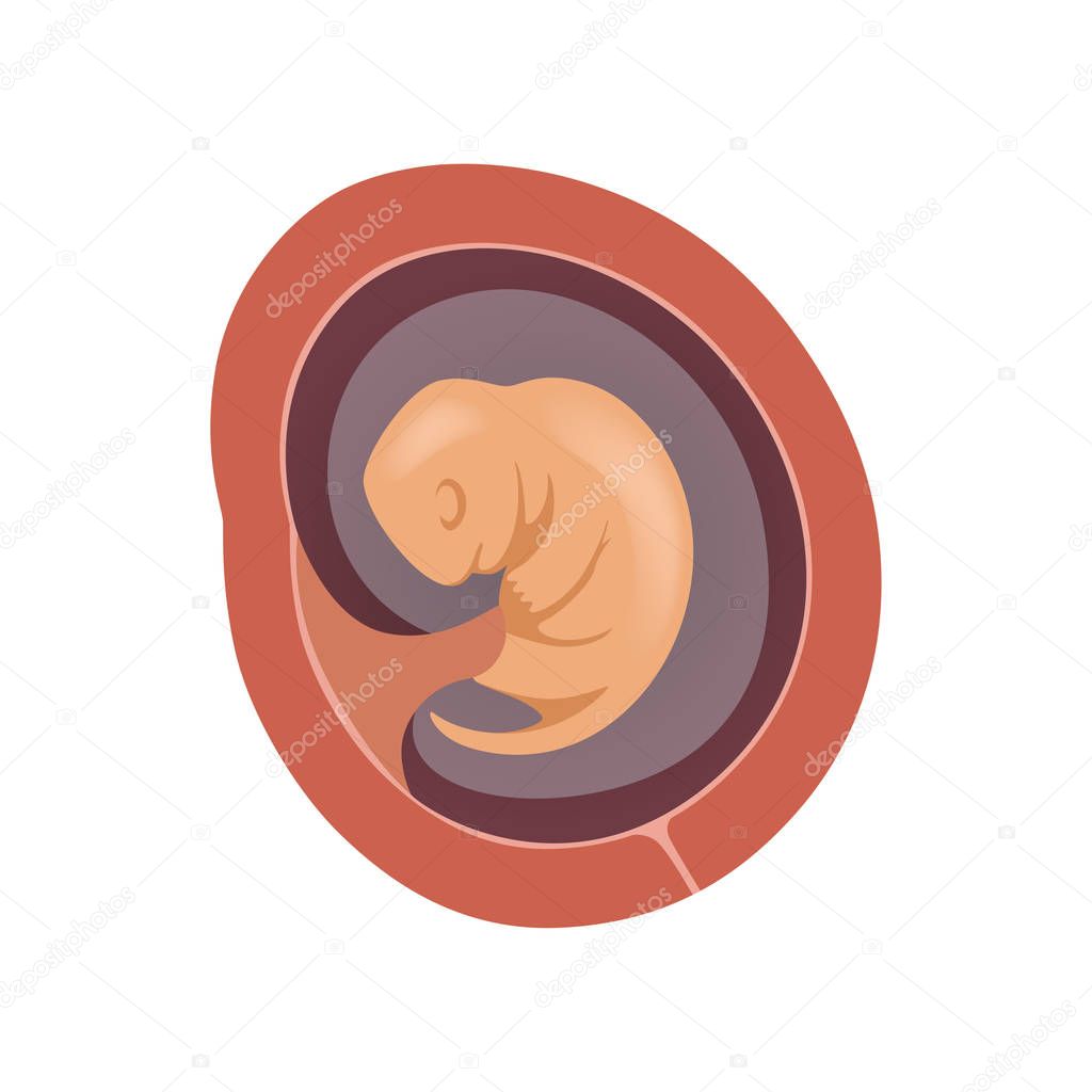 Human fetus inside the womb, 2 month, stage of embryo development vector Illustration on a white background