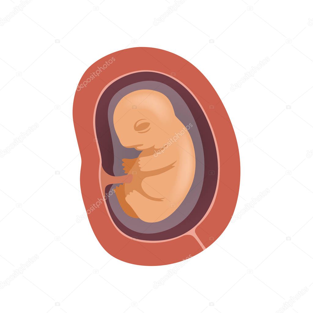 Human fetus inside the womb, 3 month, stage of embryo development vector Illustration on a white background