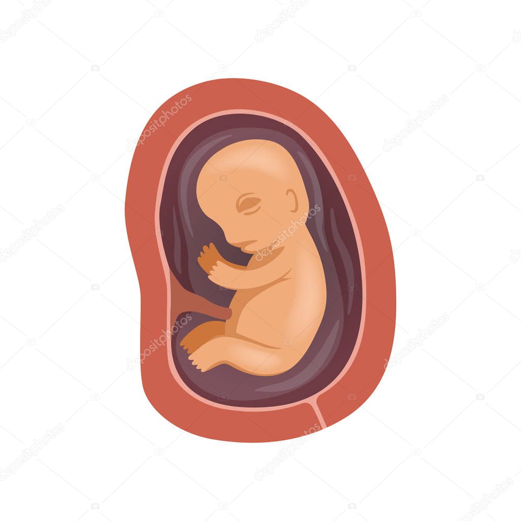 Human fetus inside the womb, 4 month, stage of embryo development vector Illustration on a white background
