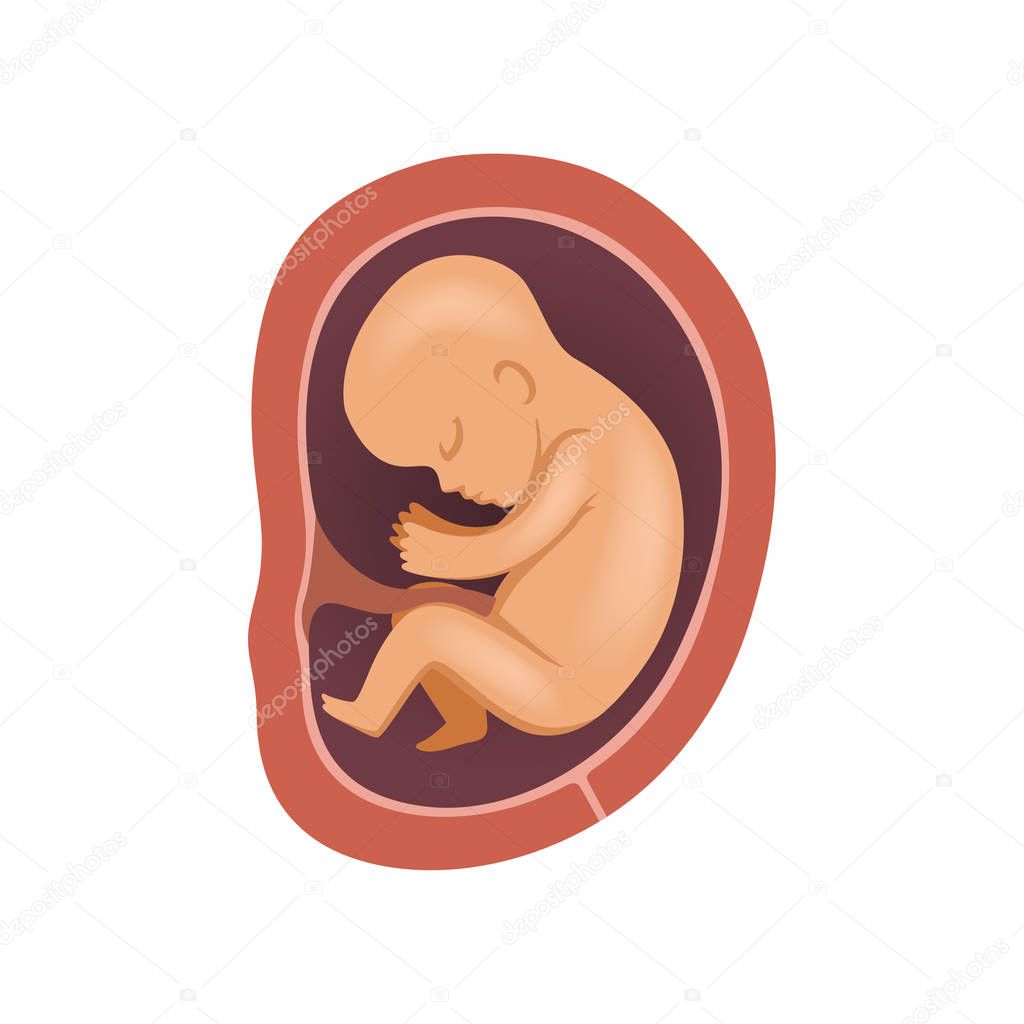Human fetus inside the womb, 5 month, stage of embryo development vector Illustration on a white background