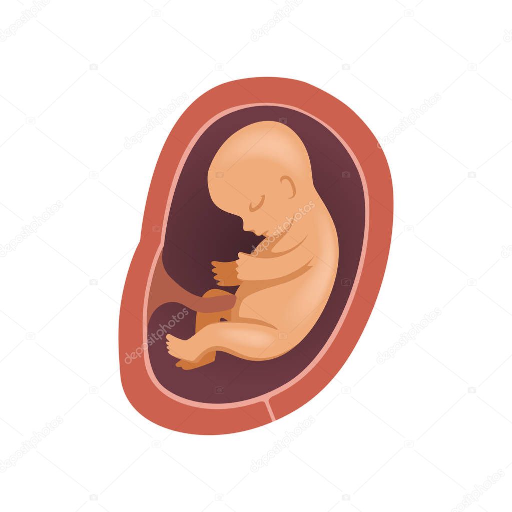 Human fetus inside the womb, 6 month, stage of embryo development vector Illustration on a white background
