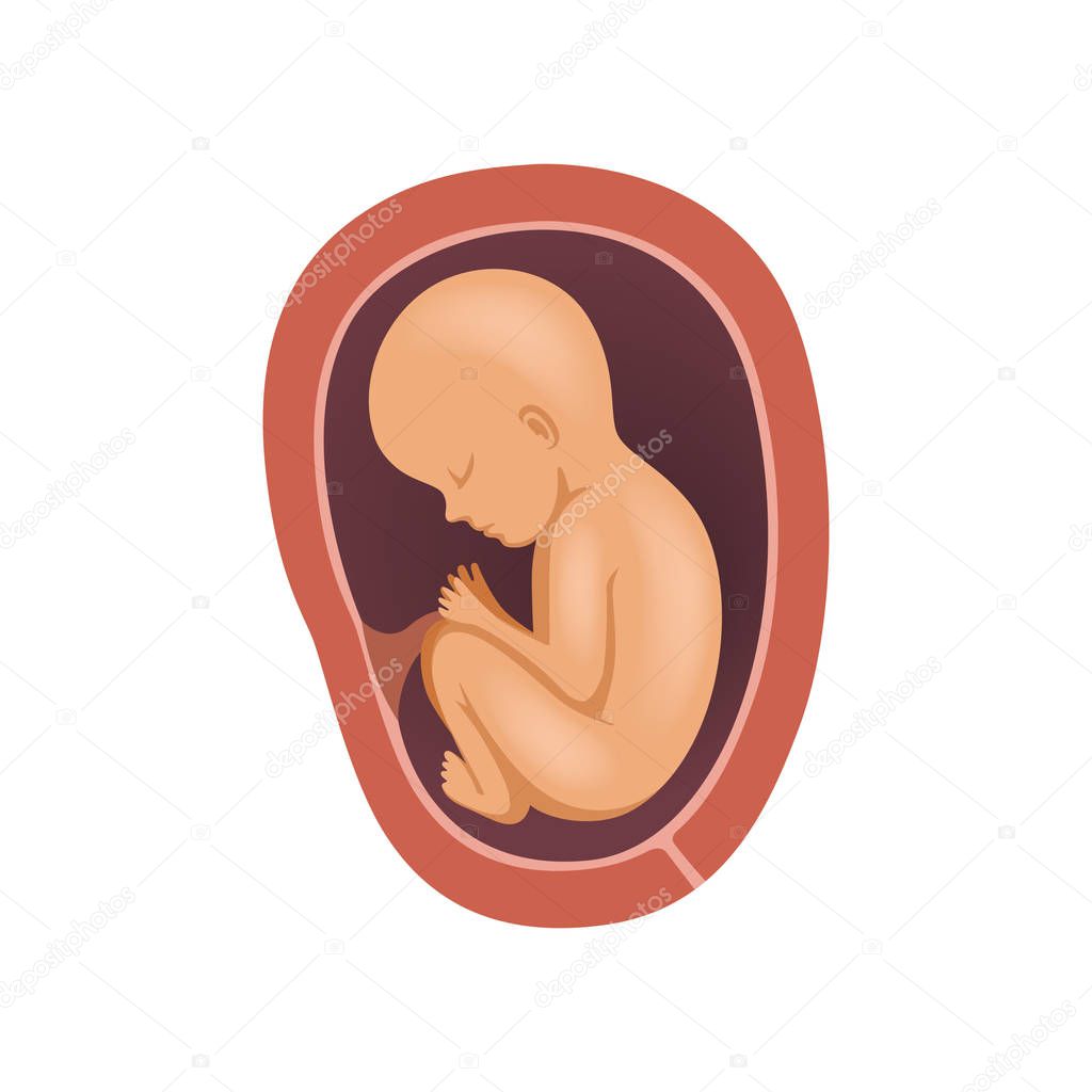 Human fetus inside the womb, 8 month, stage of embryo development vector Illustration on a white background