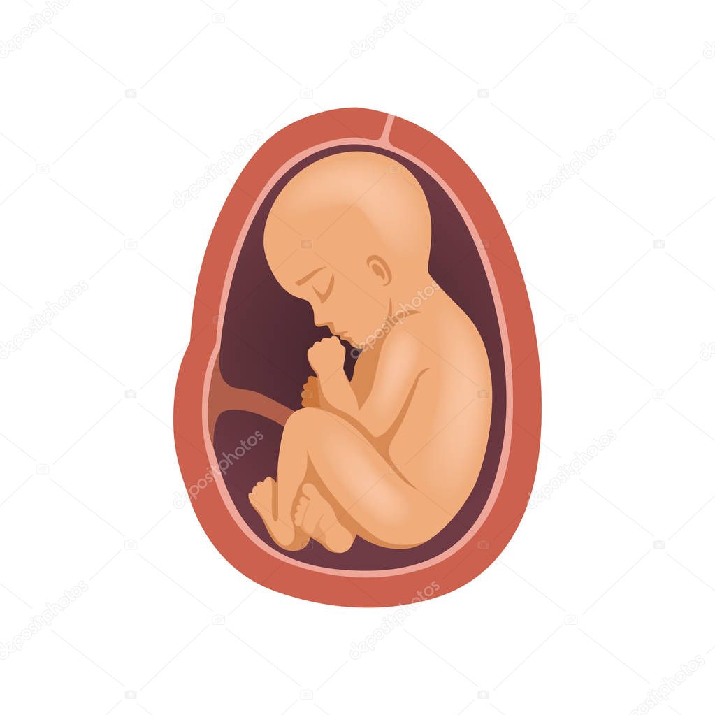 Human fetus inside the womb, 9 month, stage of embryo development vector Illustration on a white background