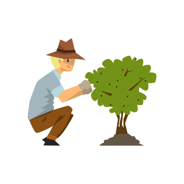Agricultor masculino colhendo bagas de arbusto, jardineiro no vetor de trabalho Ilustração em um fundo branco —  Vetores de Stock