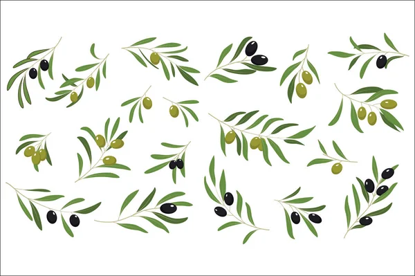 Flat vector set of branches with ripe olives and green leaves. Symbol of peace. Natural and healthy food. Design for book illustration, oil or cosmetic product label — Stock Vector