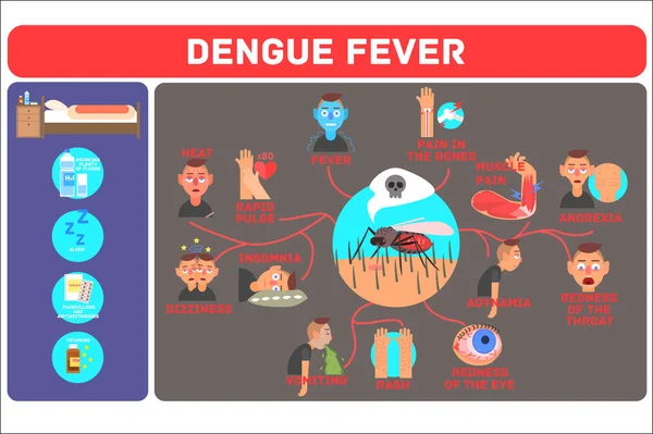 Concepto de dengue. Enfermedad tropical transmitida por mosquitos. Infografía que muestra diferentes síntomas y métodos de prevención. Diseño vectorial — Archivo Imágenes Vectoriales