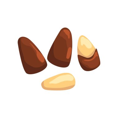 Sedir somun, beyaz bir arka plan üzerinde Besleyici doğal ürün vektör çizim